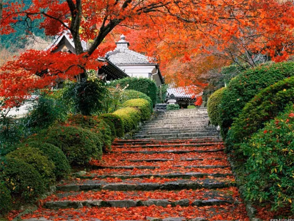 Núi Seorakan vào thu ngập tràn lá Tanphung chuyển màu, rực rỡ trên vách đá cheo leo. Đảo Jeju thu về được bao trùm với sắc đỏ của lá phong và bờ cát trắng phau.