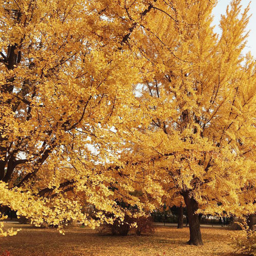 Theo chia sẻ của bạn Nguyễn Hương Giang (Hà Nội) người đang du lịch tại Hàn Quốc thừa nhận: "Không khí ở đây trong lành, cảnh vật lãng mạn. Tất nhiên, cảnh sắc không thật sự hoàn hảo như trong phim ảnh nhưng vẫn rất tuyệt. Thực phẩm, hoa quả sạch và chất lượng. Những địa điểm của Hàn Quốc nên đến vào mùa thu là thủ đô Seol, đảo Jeju, núi Everland và Naami".