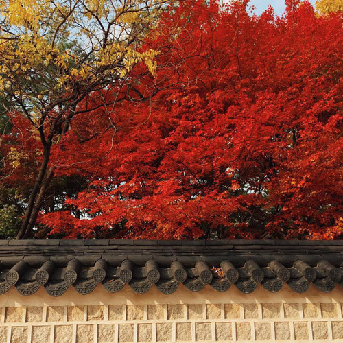 Trong khi đó, núi Odaesan lại là sự hòa trộn giữa rất nhiều màu sắc, hiện lên bởi cánh rừng bạt ngàn trong rất đẹp đẽ và kì thú.