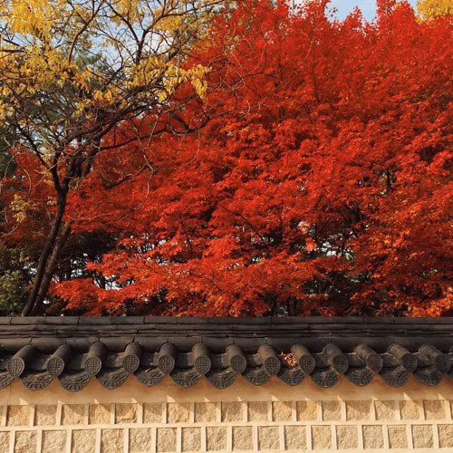 Trong khi đó, núi Odaesan lại là sự hòa trộn giữa rất nhiều màu sắc, hiện lên bởi cánh rừng bạt ngàn trong rất đẹp đẽ và kì thú.