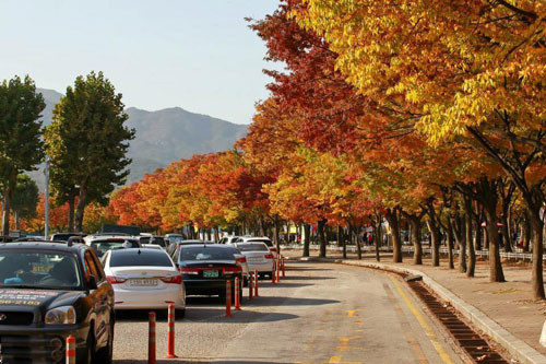 Với cảnh vật thiên nhiên nên thơ hữu tình của mùa thu tại xứ sở kim chi thu hút được rất nhiều khách du lịch quốc tế và trong đó có cả giới trẻ đến từ Việt Nam.