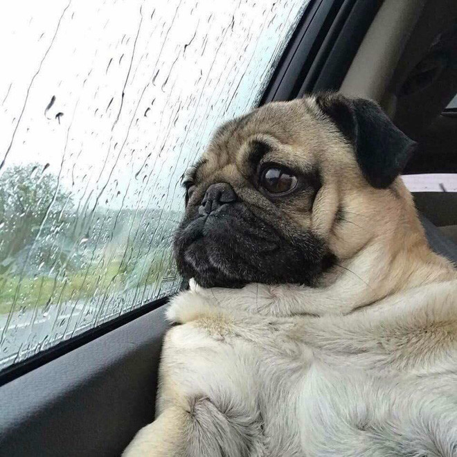 Sau khi xem xong những bức ảnh này nhiều dân mạng đưa ra nhận xét rằng: "Hội con nhà giàu chưa là gì so với những chú chó quý tộc này. Dù không tự chủ trong hưởng thụ nhưng cho thấy đẳng cấp cho các cô, cậu chủ".