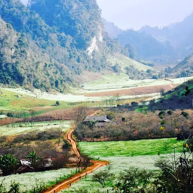 Nói không ngoa Mộc Châu là địa điểm đẹp quanh năm bởi mùa nào thức đó, vùng đất cao nguyên này luôn "chiều chuộng" các vị khách của mình bằng cảnh sắc đẹp tuyệt trần. Bước vào mùa đông, những thung lũng, núi rừng và các khu vườn ở Mộc Châu đã nói lời tạm biệt với mùa hoa đào, hoa mận, hoa mơ và hoa ban để khoác lên mình màu trắng trên nền xanh của hoa cải trắng.