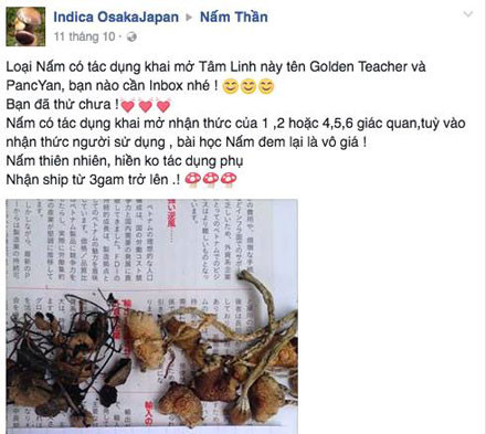 Theo nhiều "dân chơi" đã có dịp sử dụng "nấm ảo giác" cho biết, khi sử dụng ban đầu sẽ có cảm giác nôn khan và đầu óc quay cuồng. Nhưng sau đó, sẽ đạt đến cảm giác cực "phê pha" khi ngậm hoặc nhai và sẽ khiến người dùng lâng lâng, bay bổng, cười khóc vô cớ.