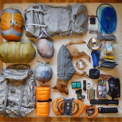 Hàng trang của dân phượt theo trào lưu đi phượt cùng chó đang rất thịnh hành.