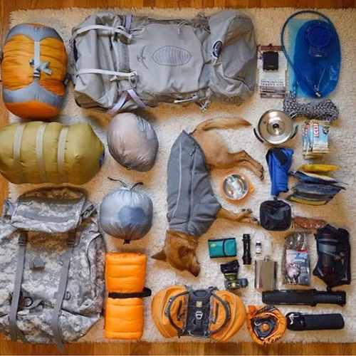 Hàng trang của dân phượt theo trào lưu đi phượt cùng chó đang rất thịnh hành.