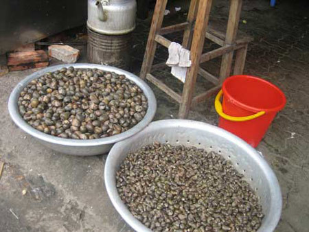 Những mẻ ốc được các chủ hàng thu gom từ nhiều ngày trước Tết để phục vụ cho người dân ăn uống dịp đầu năm mới Mậu Tuất 2018.