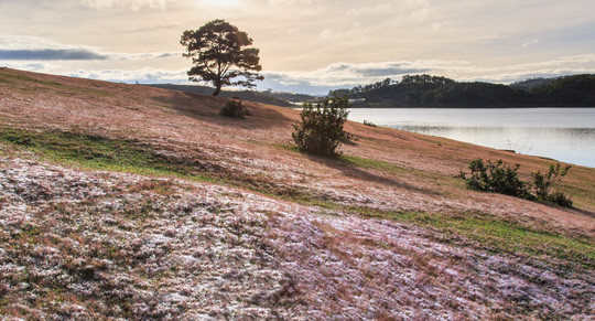 Hồ Suối Vàng Đà Lạt nổi tiếng với cây thông cô đơn