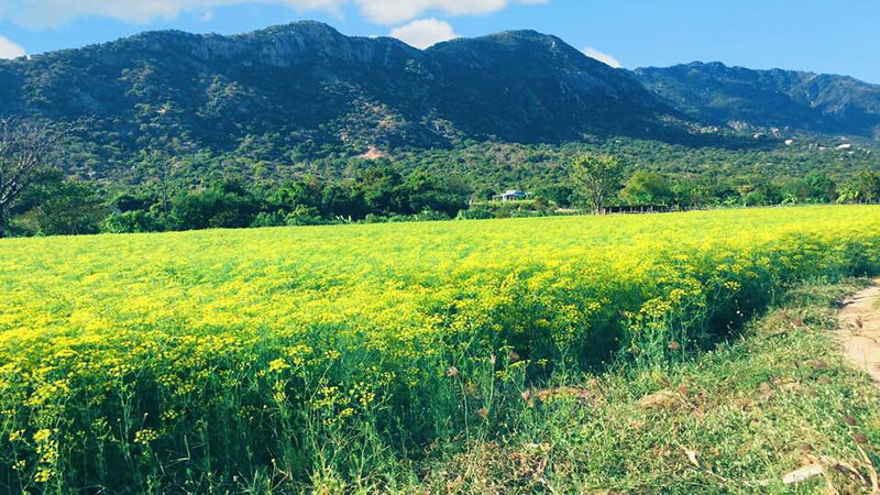Cũng chính bởi cảnh quá đẹp nên cánh đồng hoa thì là rộng 4 hecta này ở Ninh Thuận trở thành điểm sống ảo của không ít bạn trẻ. Thậm chí, sức hút của nó còn lan tỏa trên khắp MXH khiến nhiều người ở xa cũng phải tìm đến để ghi lại khoảnh khắc.