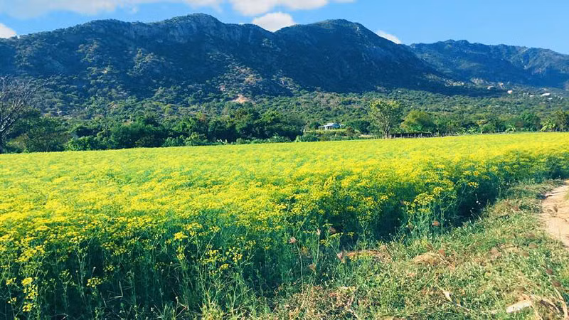 Cũng chính bởi cảnh quá đẹp nên cánh đồng hoa thì là rộng 4 hecta này ở Ninh Thuận trở thành điểm sống ảo của không ít bạn trẻ. Thậm chí, sức hút của nó còn lan tỏa trên khắp MXH khiến nhiều người ở xa cũng phải tìm đến để ghi lại khoảnh khắc.