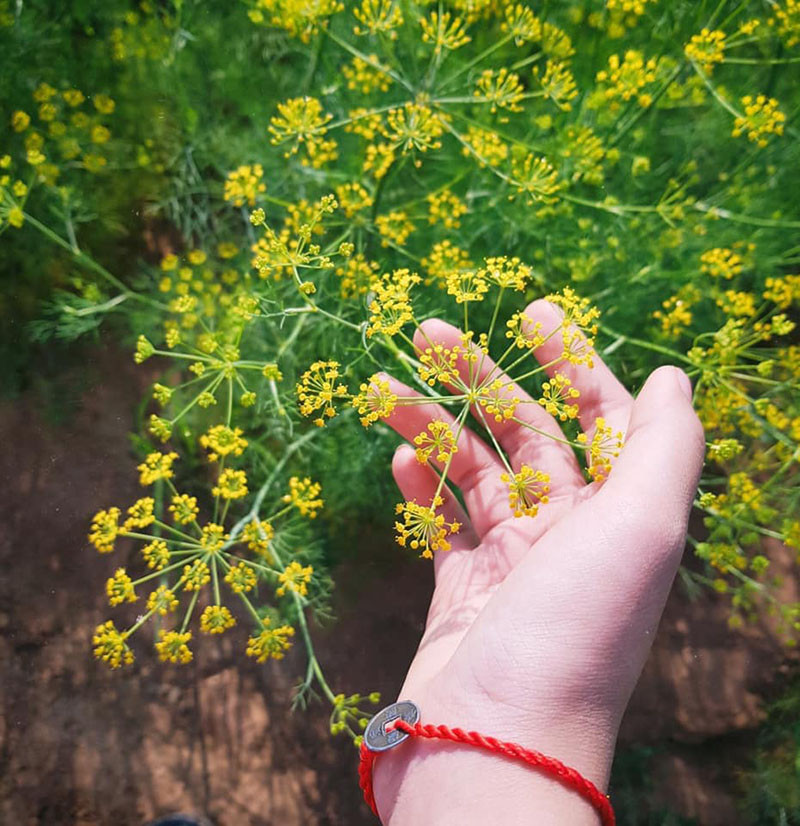 Chính việc đan xen thêm hoa hướng dương, đồng cỏ cháy khiến cánh đồng thì là Ninh Thuận có thêm nhiều góc sống ảo hơn cho các du khách.