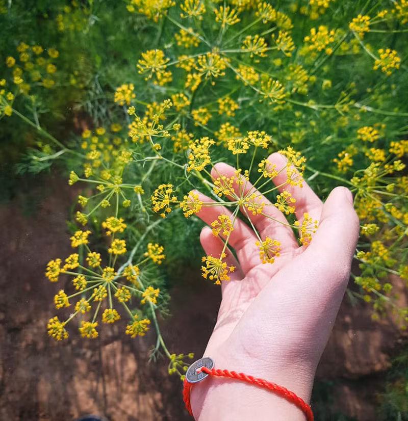 Chính việc đan xen thêm hoa hướng dương, đồng cỏ cháy khiến cánh đồng thì là Ninh Thuận có thêm nhiều góc sống ảo hơn cho các du khách.