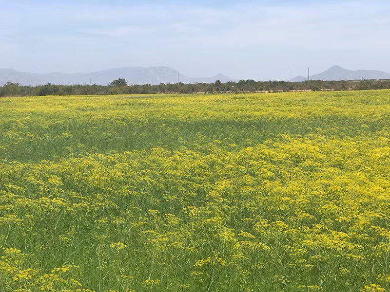 Cứ độ tháng 3 về, cánh đồng thì là Ninh Thuận lại đến độ ra hoa biến quang cảm nơi đây trải bạt ngàn màu vàng xen lẫn màu xanh cực lung linh.