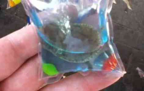 Mọi sự sống đều vô cùng đáng quý dù là bất kể sinh vật nào. Các bạn trẻ Việt Nam không nên cổ súy cho việc làm tàn nhẫn như việc theo chạy theo trào lưu móc khóa động vật sống.