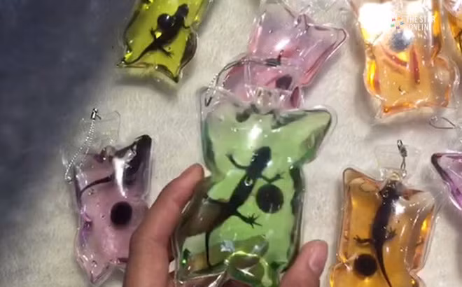 Rất nhiều hiệp hội bảo vệ động vật đã lên án và kiến nghị các nhà quản lý cần ngăn cấm hành vi sản xuất móc khóa động vật sống. Xong chúng tiếp tục được bán công khai.