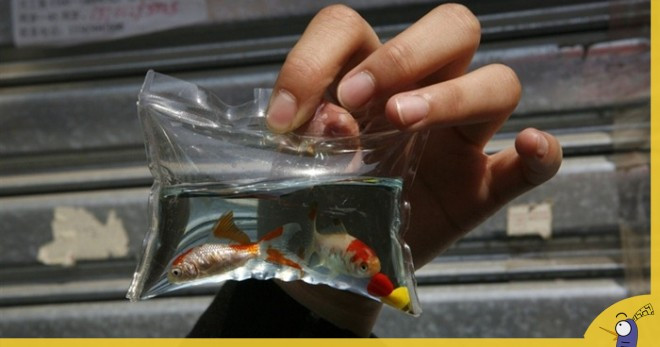 Theo lời quảng cáo những con vật sống trong móc khóa có tuổi thọ 3 tháng.