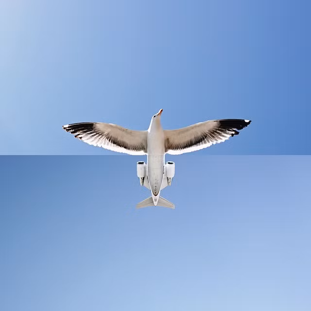 Chim hải âu được lắp động cơ phản lực của máy bay.