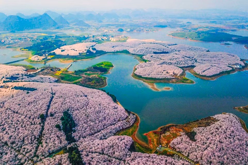 Những sắc hồng của cánh hoa tạo nên khung cảnh thơ mộng ở nhiều nơi trên khắp đất nước.