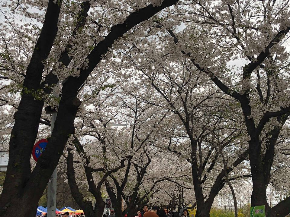 Ngắm nhìn những con đường bạt ngàn hoa anh đào tại Hàn Quốc, ai cũng muốn rảo bước thong dong hơn để có thể thưởng thức vẻ đẹp phố phường khi có thêm những cánh hoa anh đào nở.