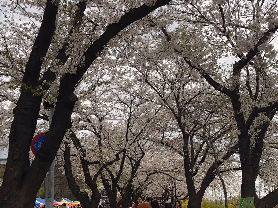 Ngắm nhìn những con đường bạt ngàn hoa anh đào tại Hàn Quốc, ai cũng muốn rảo bước thong dong hơn để có thể thưởng thức vẻ đẹp phố phường khi có thêm những cánh hoa anh đào nở.