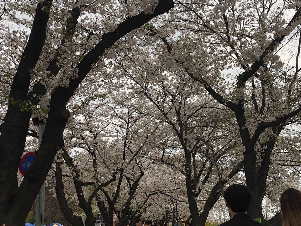 Nhật Bản được mệnh danh là xứ sở của hoa anh đào nhưng ít ai biết rằng, người láng giềng của họ tại khu vực Đông Á là Hàn Quốc cũng là vùng đất thích hợp để loài hoa này khoe sắc cực đẹp.