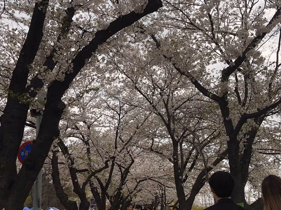 Nhật Bản được mệnh danh là xứ sở của hoa anh đào nhưng ít ai biết rằng, người láng giềng của họ tại khu vực Đông Á là Hàn Quốc cũng là vùng đất thích hợp để loài hoa này khoe sắc cực đẹp.