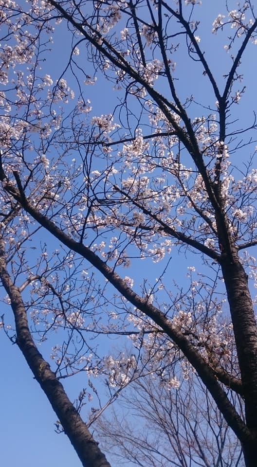 Cũng như tại Nhật Bản, hoa anh đào Hàn Quốc nở rộ và đẹp nhất vào những ngày xuân tháng 3, tháng 4. Khi hoa nở cũng lúc khởi đầu cho những nhiệm vụ mới của đất nước này trong năm mới.