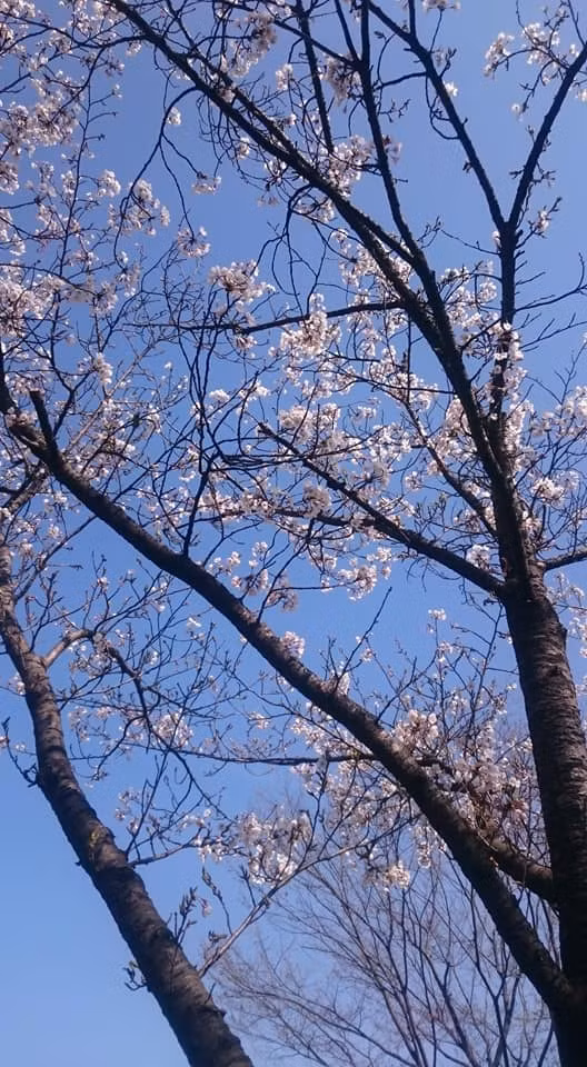 Cũng như tại Nhật Bản, hoa anh đào Hàn Quốc nở rộ và đẹp nhất vào những ngày xuân tháng 3, tháng 4. Khi hoa nở cũng lúc khởi đầu cho những nhiệm vụ mới của đất nước này trong năm mới.