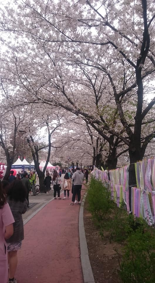 Không chỉ khiến người ta xuyến xao với vẻ ngoài mỏng manh, thanh khiết, hoa anh đào còn được xem là biểu tượng cho tuổi thanh xuân, của tình yêu, khát vọng tuổi trẻ và là điềm báo cho sự may mắn, thành công, thịnh vượng.