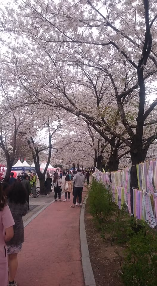 Thang 4 ve, Han Quoc dep xao xuyen voi rung hoa anh dao no ro