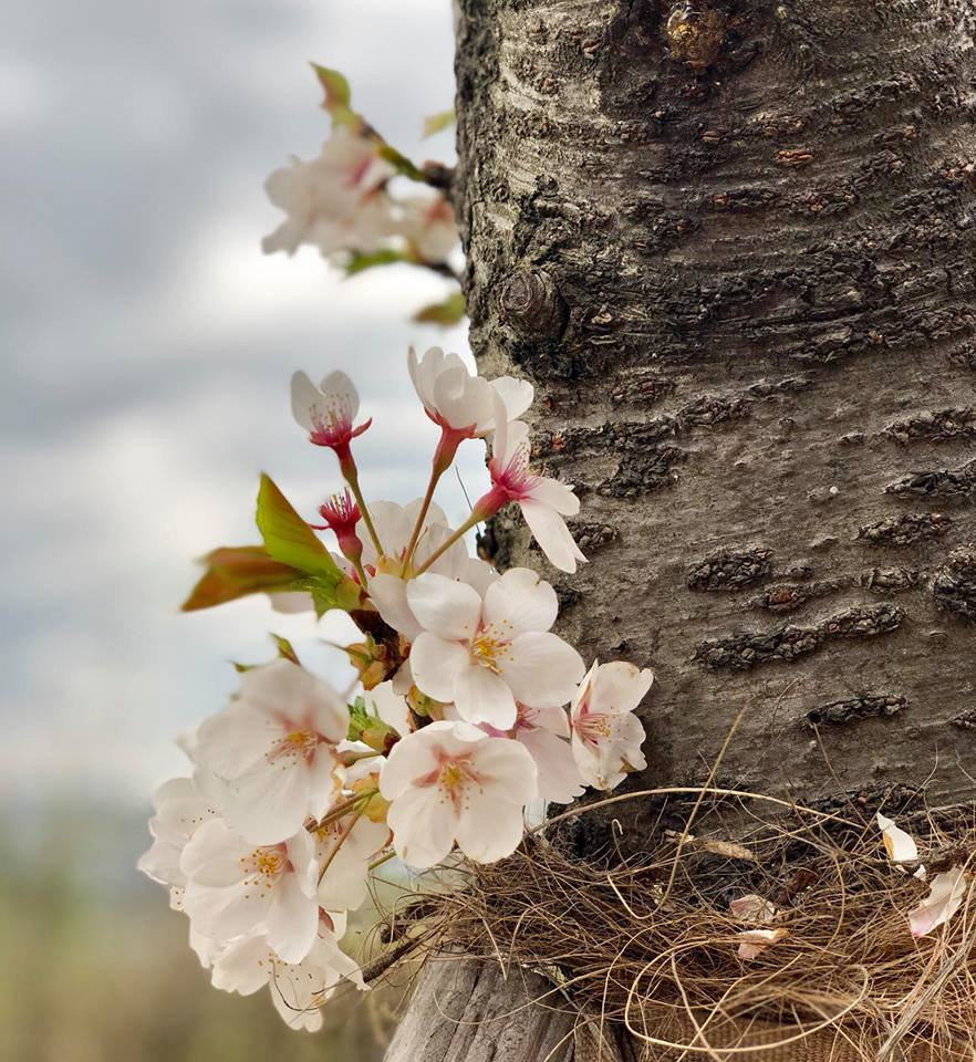 Nếu như bình thường, thành phố Seoul sẽ đem đến cho mọi người cảm giác hối hả và tất bật trong công việc nhưng trong những ngày hoa anh đào nở, mọi thứ dường như chậm lại vài ba nhịp để thưởng thức loại hoa đặc biệt này.