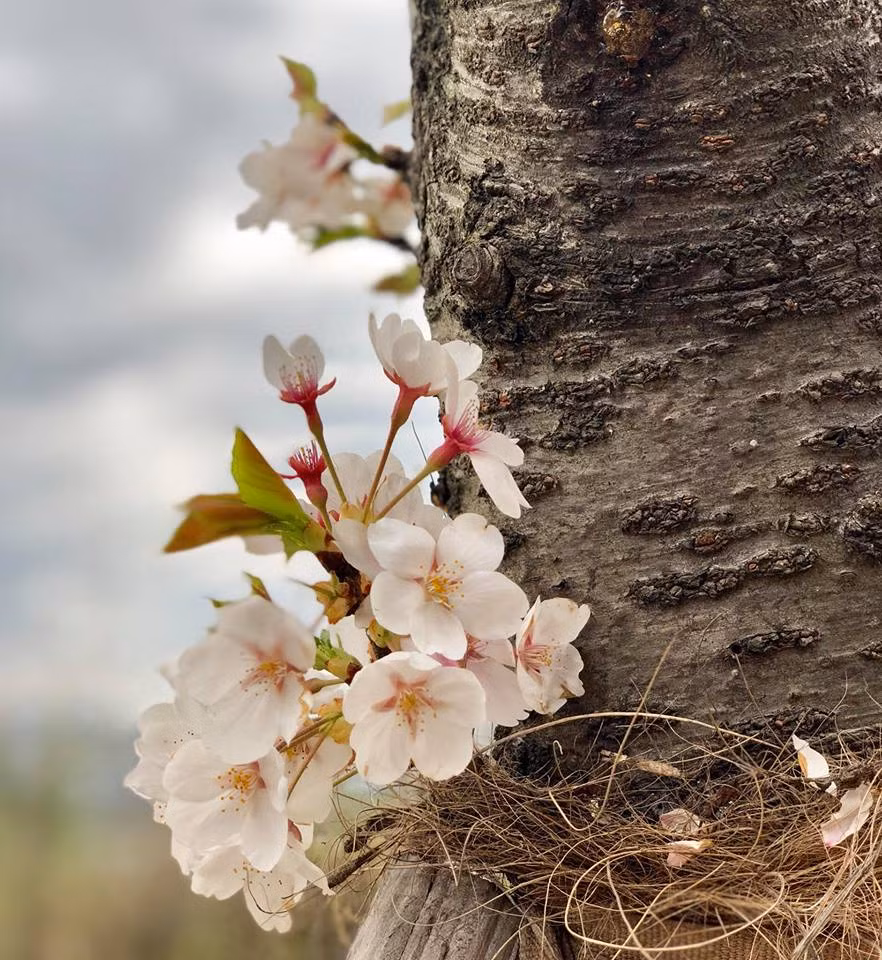 Nếu như bình thường, thành phố Seoul sẽ đem đến cho mọi người cảm giác hối hả và tất bật trong công việc nhưng trong những ngày hoa anh đào nở, mọi thứ dường như chậm lại vài ba nhịp để thưởng thức loại hoa đặc biệt này.