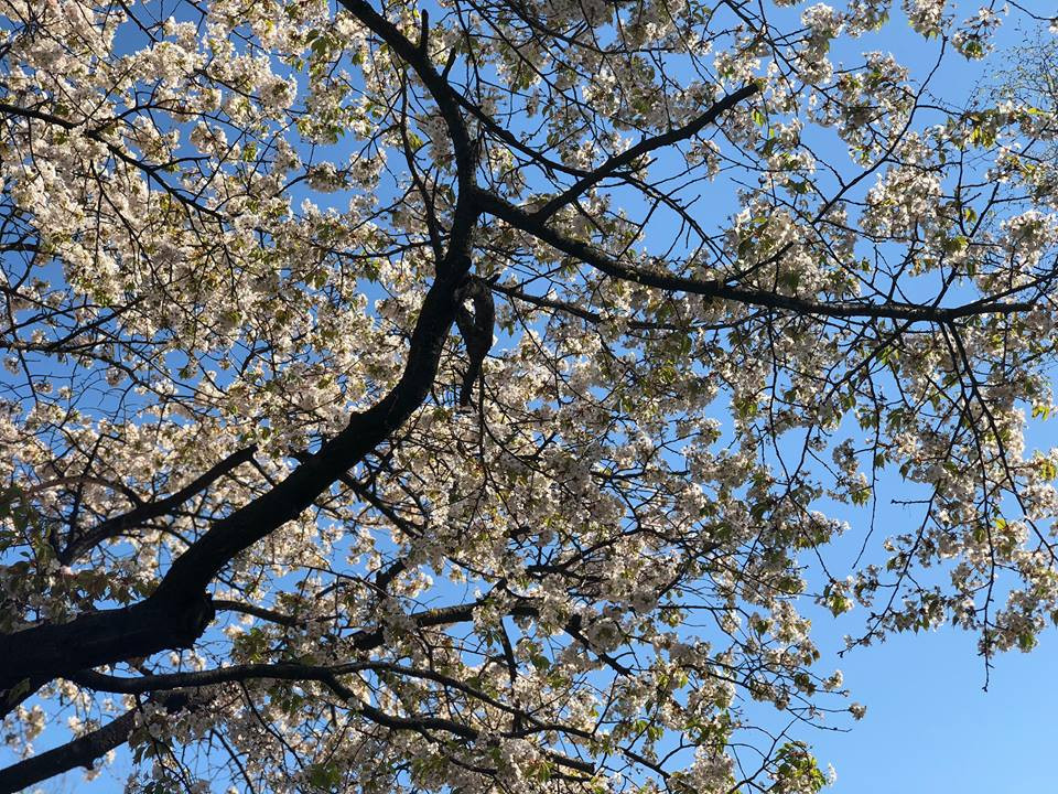 Ở Hàn Quốc có đến hàng chục địa điểm mà bạn có thể đến để ngắm hoa anh đào như đảo cát lớn Yeouido, hồ Seokchon, cung điện Seoul, Busan hay hòn đảo du lịch Nami. Tuy nhiên nơi được nhiều người ghé thăm nhất vẫn luôn là Thủ đô Seoul.