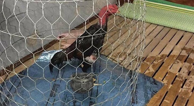 Chet cuoi chong xach ca long ga len dat len giuog ngu vi so 