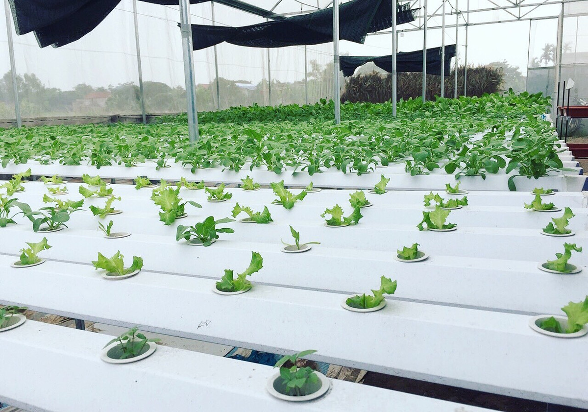 Cu nhan ve que muu sinh, ngay ngay ban rau khap Ha Noi