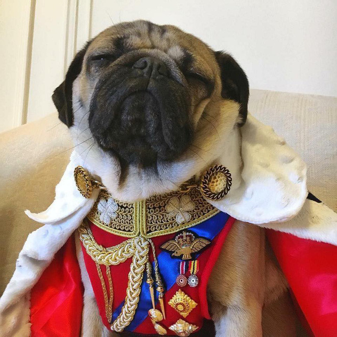 Những bộ quần áo của những chú chó pug được đầu tư khá cầu kì.