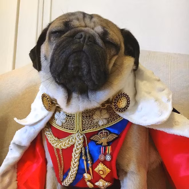 Những bộ quần áo của những chú chó pug được đầu tư khá cầu kì.