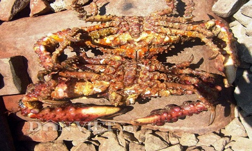 Cap cua bien doc dao “no nhu bap rang”-Hinh-2