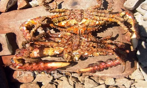 Cặp cua biển độc đáo “nổ như bắp rang” - Hình 2 Cap cua bien doc dao “no nhu bap rang”-Hinh-2