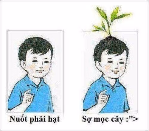  Nuốt hạt mọc cây trên đầu: Đây là câu nói mà nhiều bố mẹ hay thầy cô đã từng dọa các bạn trẻ khi ăn hoặc uống cố tình nuốt hạt vào bụng. Nuột phải hạt cây gì thì cây đó sẽ mọc lên đầu. Câu nói này chỉ là đùa nhưng với ý nghĩ non nớt, nhiều bạn học sinh đã tưởng đó là thật và tin theo.