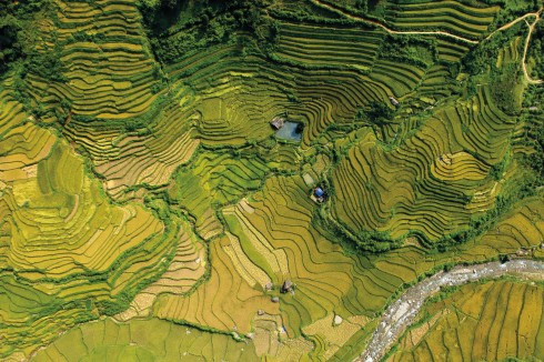 Những nương ruộng bậc thang mùa lúa chín vàng dưới góc máy của một bạn trẻ trong cuộc trải nghiệm vẻ đẹp của vùng Tây Bắc từ trên cao.