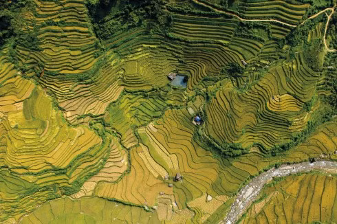 Những nương ruộng bậc thang mùa lúa chín vàng dưới góc máy của một bạn trẻ trong cuộc trải nghiệm vẻ đẹp của vùng Tây Bắc từ trên cao.