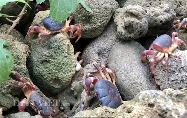 Từ các nhà hàng trên đảo và cả một số tỉnh thành lân cận luôn gọi đặt mua, nhưng anh Thanh chỉ bắt bán với số lượng từ 1/3-1/2 tổng số cua nuôi trong chuồng, còn lại để duy trì đàn.