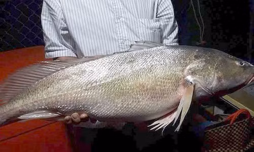 Ngư dân bắt được cá sủ vàng nặng 8kg trên sông Tiền Ngu dan bat duoc ca su vang nang 8kg tren song Tien