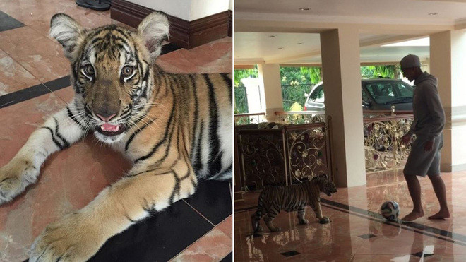 Các tờ báo quốc tế cũng đã rất nhiều lần nhắc tới gia thế khủng của Faiq Bolkiah như việc nuôi hổ làm thú cưng, sống trong những tòa cung điện nguy nga hay tham gia vào những hội "Rich Kid" trên thế giới.