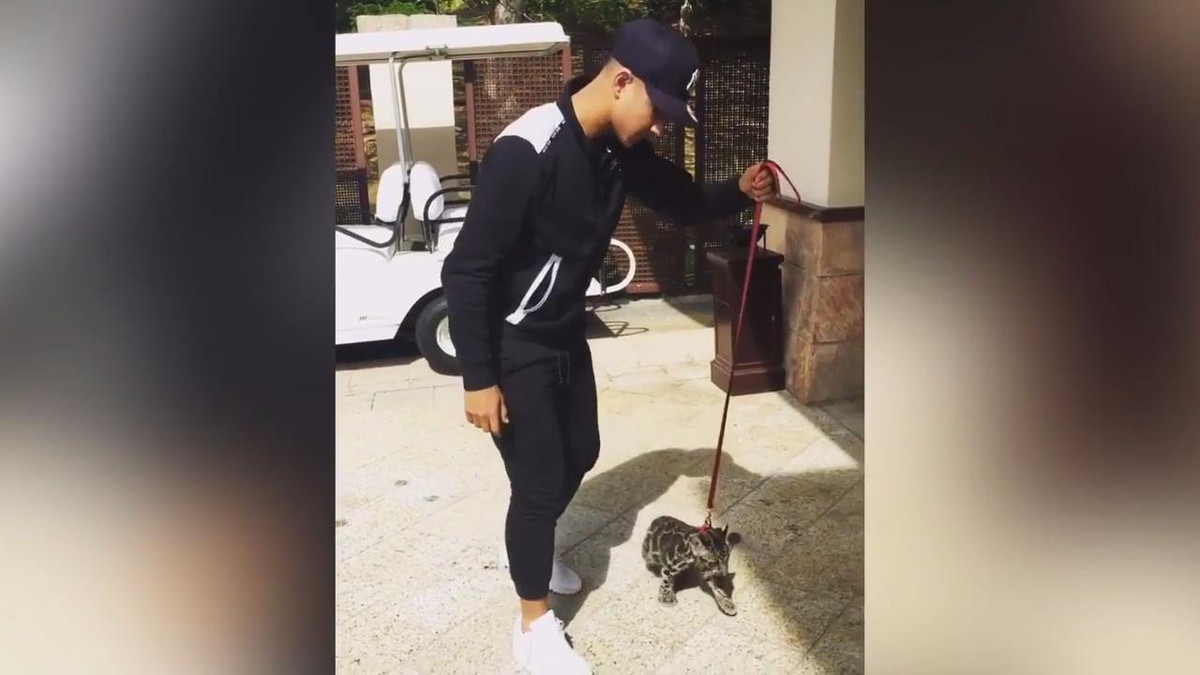 Việc nuôi hổ, báo làm thú cưng là điều nghiễm nhiên của hội con nhà giàu, đặc biệt ở các đất nước như Brunei hay các quốc gia Ả Rập.