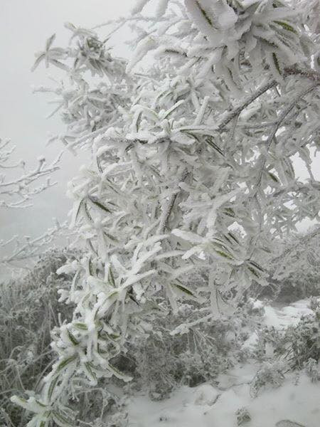 Những hình ảnh cho rằng Nghệ An có tuyết thực chất chỉ là ảnh cũ và đã được chụp cách đây đúng 1 năm từ đỉnh Kỳ Sơn.