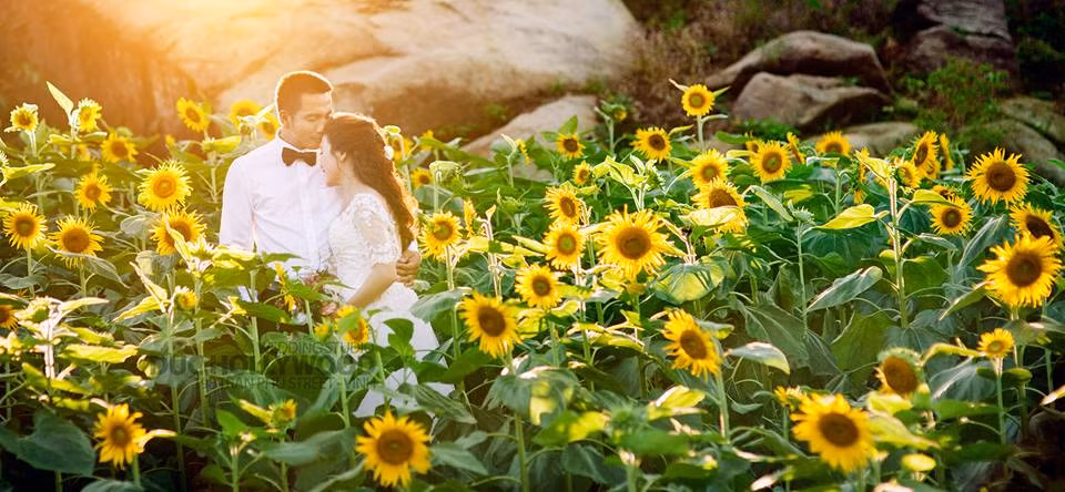 Rất nhiều cặp đôi đã chọn dịp này để đến cánh đồng hoa hướng dương để chụp những bức ảnh lưu lại hạnh phúc của mình trong bộ ảnh cưới.