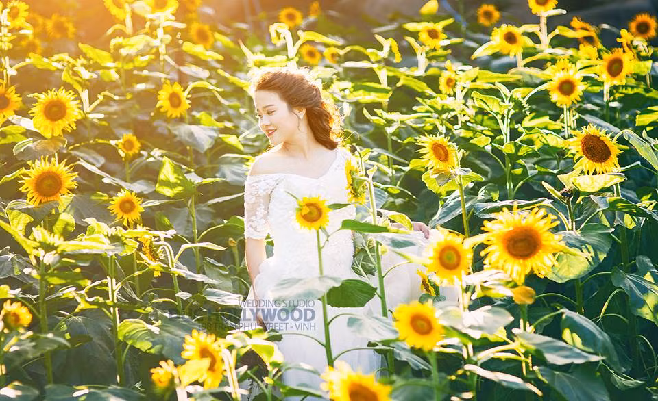 Những ngày cuối tháng 11, không hẹn mà gặp, khách thập phương lại rộn ràng hướng về Nghệ An để ghi lại những tấm hình đẹp với hoa hướng dương. Ảnh: B&amp;R, FB.