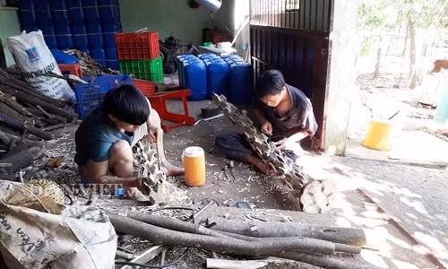  Cây dó "ôm "trầm đến tuổi thu hoạch sẽ được đưa về tiến hành soi, xỉa trầm hương